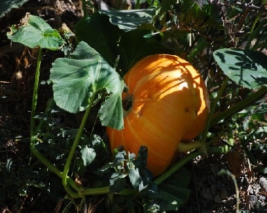 avoir un potager en ville.