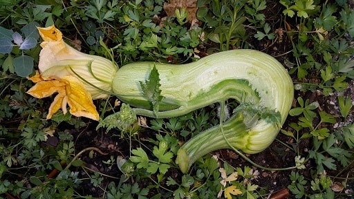 avoir un potager en ville.